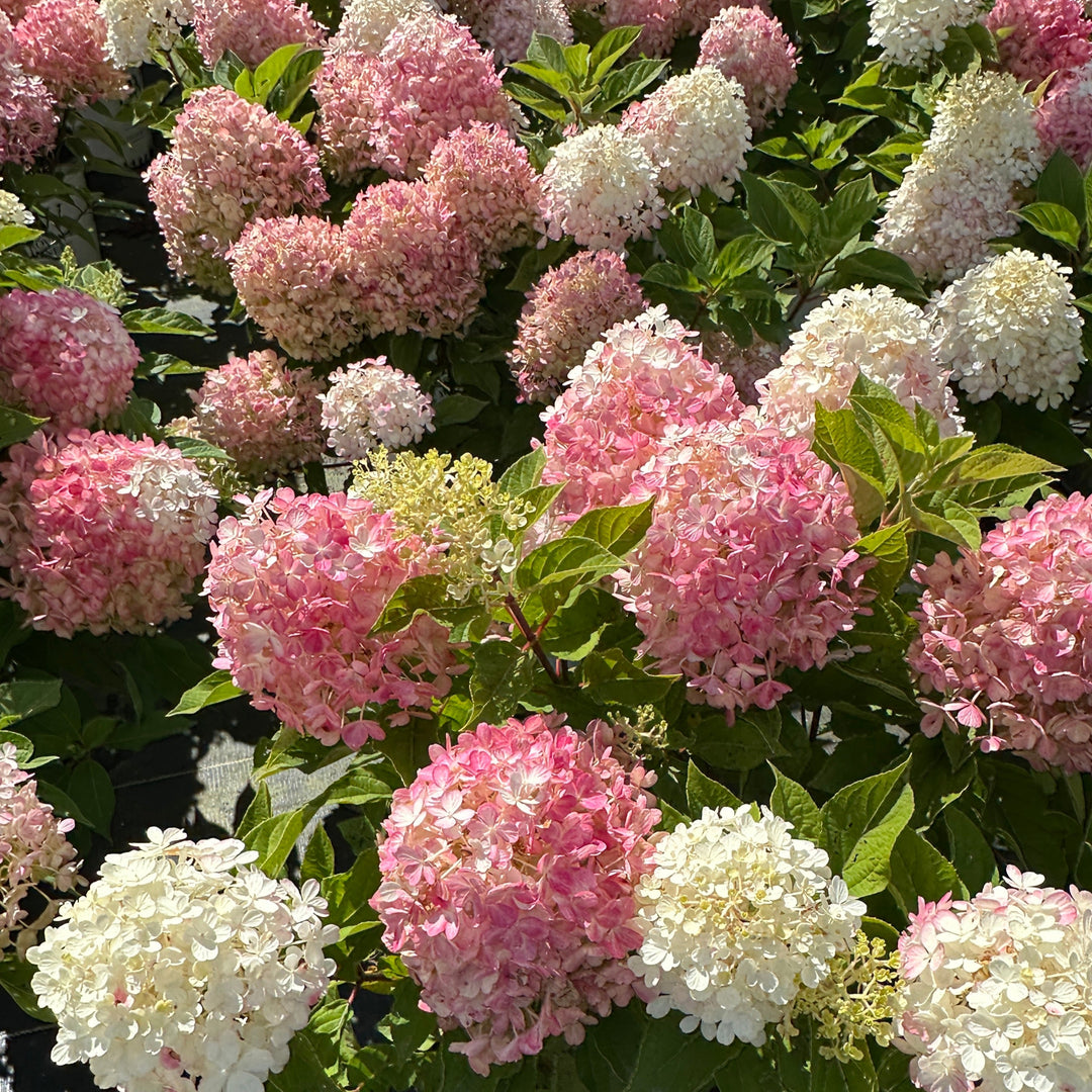 Fire Light Tidbit® Panicle Hydrangea