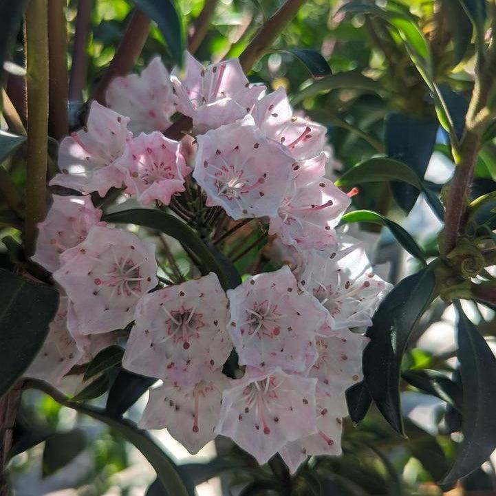 Tiddlywinks Mountain Laurel |Prides Corner Farms