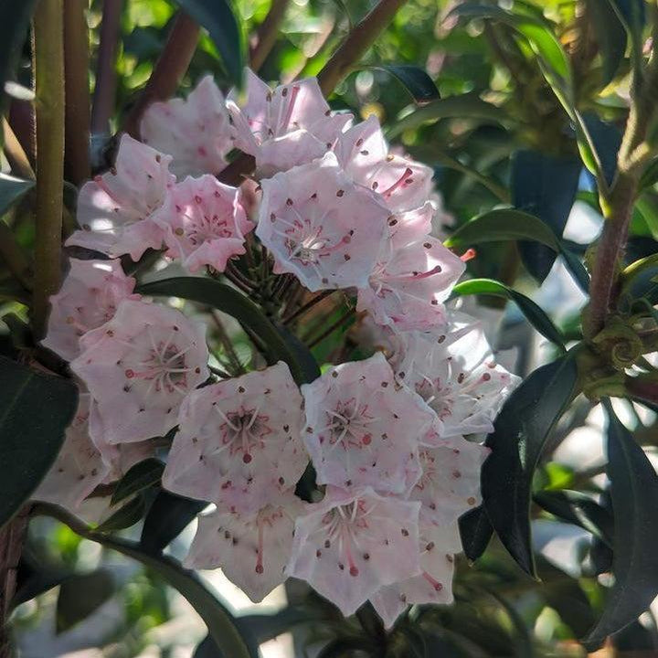 Tiddlywinks Mountain Laurel |Prides Corner Farms