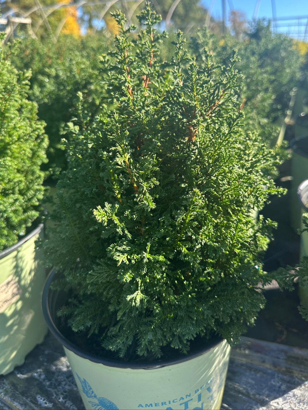 Top Point Dwarf White Cedar |Spotswood Greenery