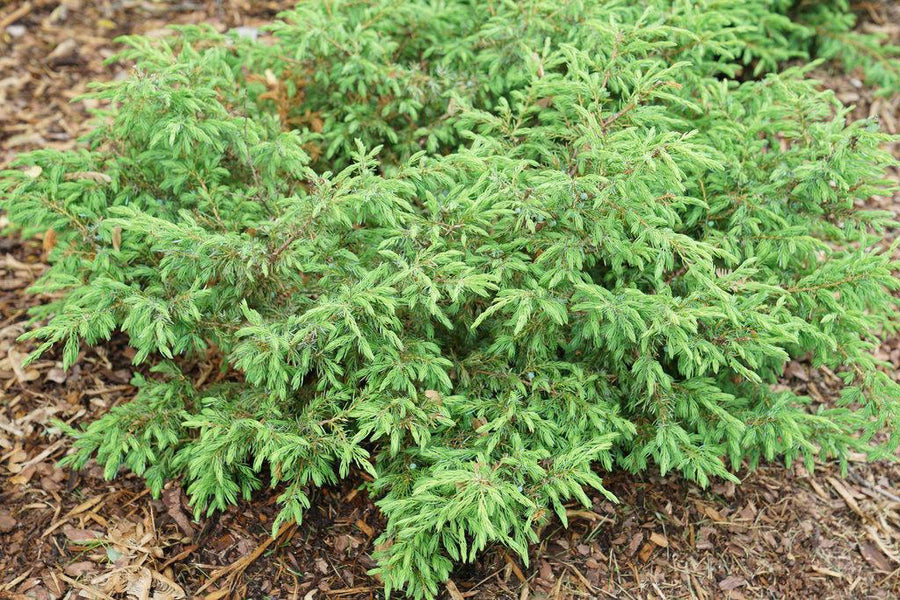 Tortuga® Juniper |Prides Corner Farms