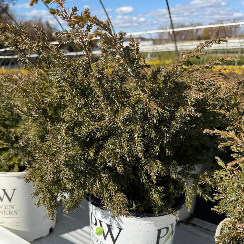 Tortuga® Juniper |Spotswood Greenery