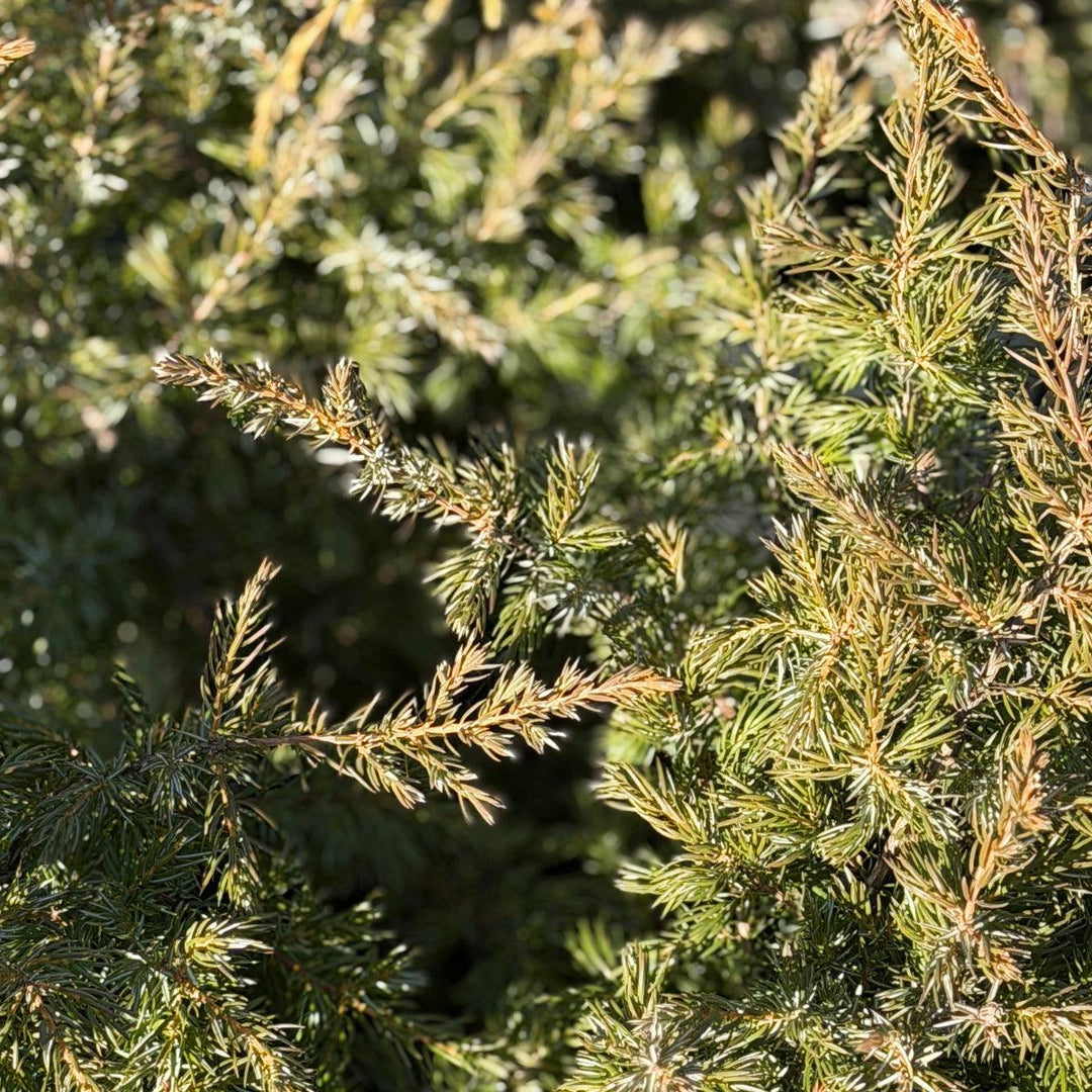 Tortuga® Juniper |Spotswood Greenery