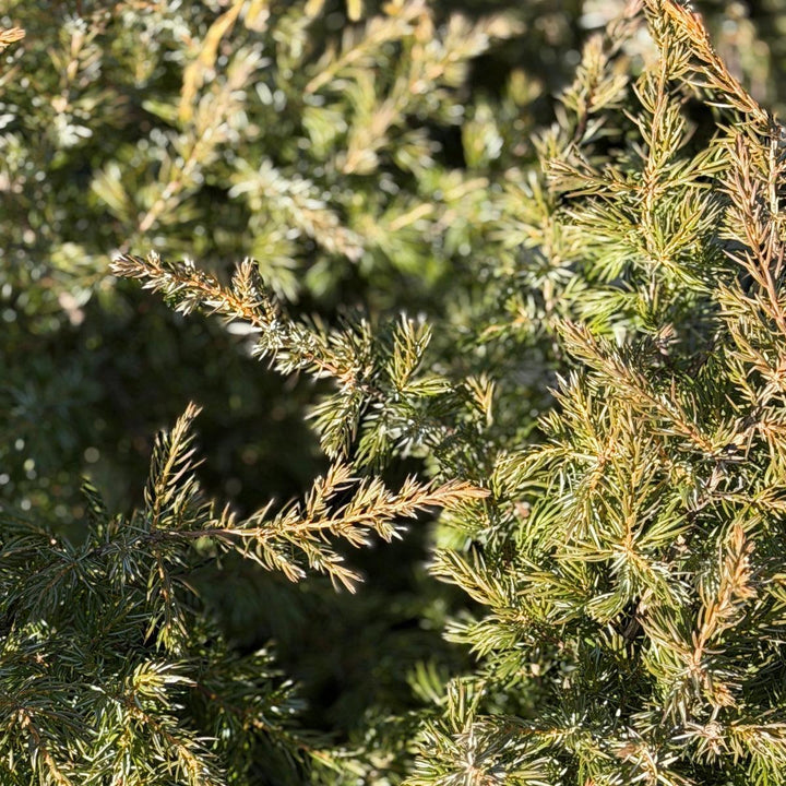 Tortuga® Juniper |Spotswood Greenery