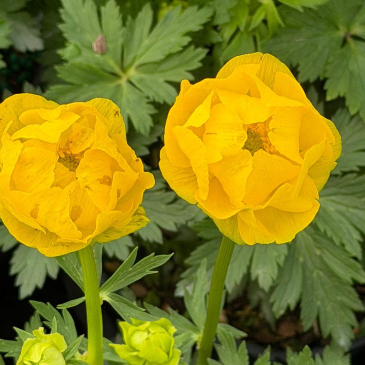 Trollius Lemon Queen |Spotswood Greenery