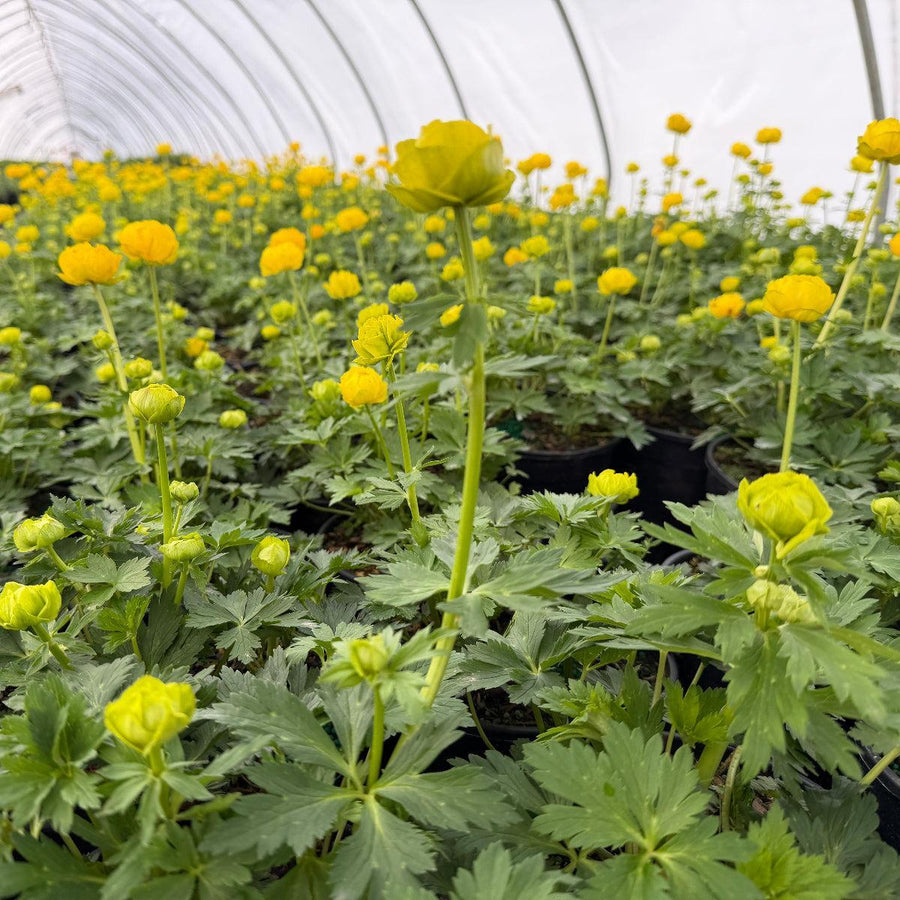 Trollius Lemon Queen |Spotswood Greenery