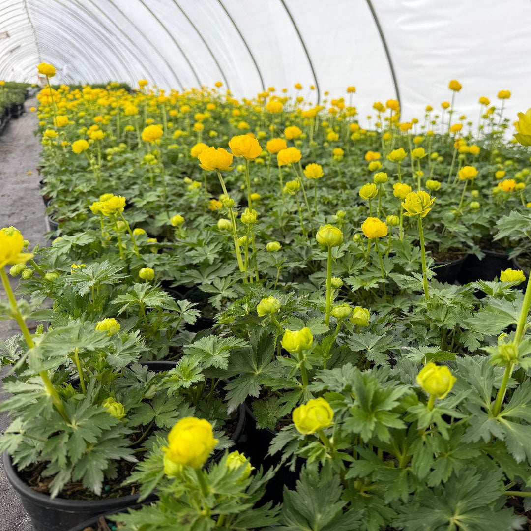Trollius Lemon Queen |Spotswood Greenery