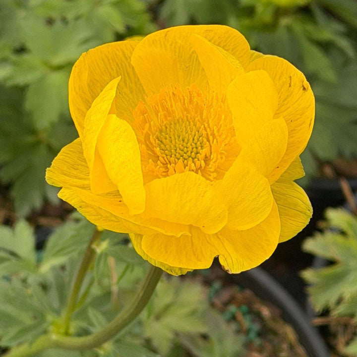 Trollius Lemon Queen |Spotswood Greenery