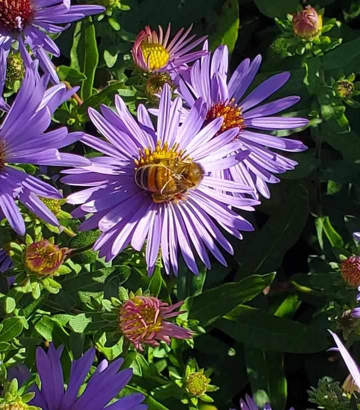 Twilight Sky Aromatic Aster |Prides Corner Farms