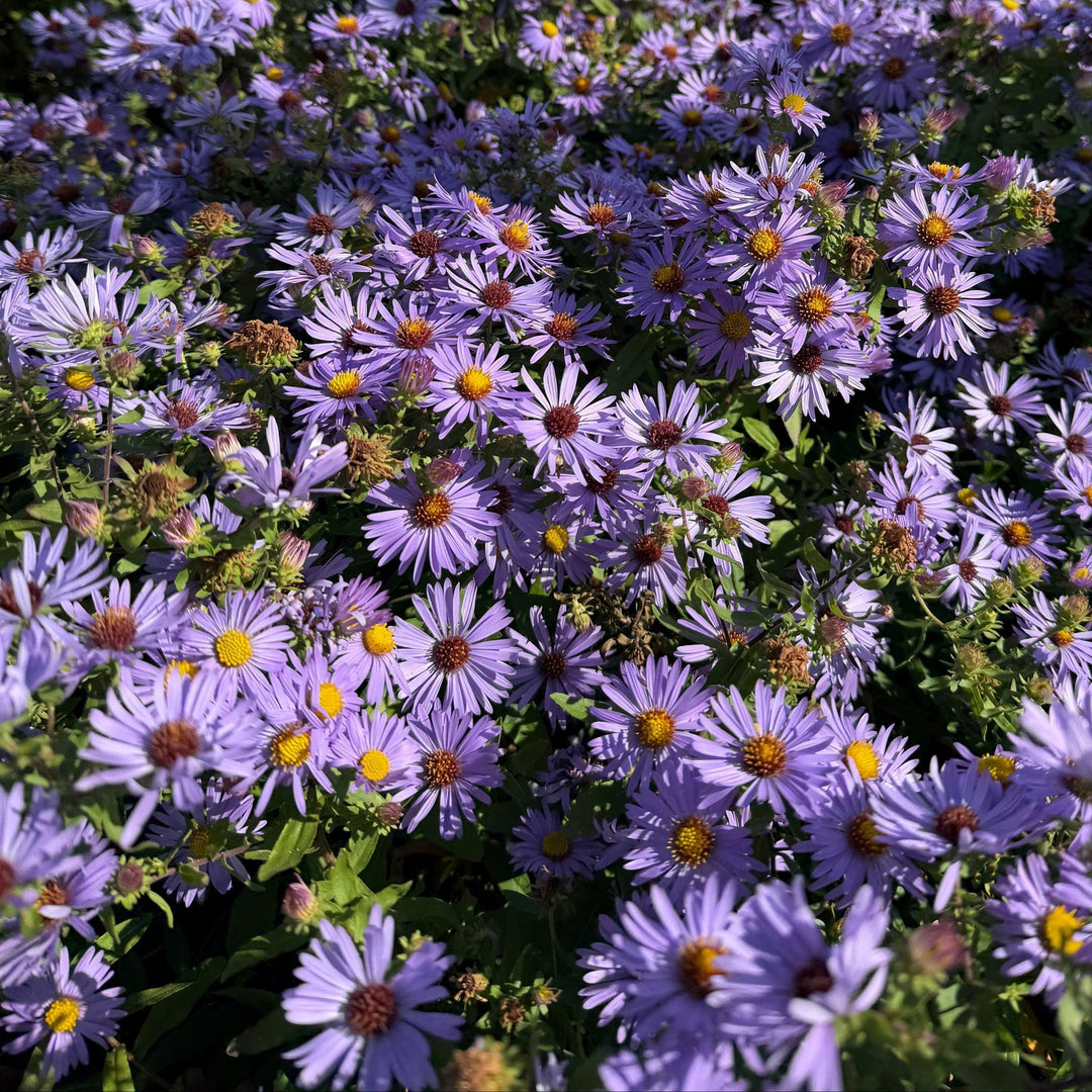 Twilight Sky Aromatic Aster |Spotswood Greenery