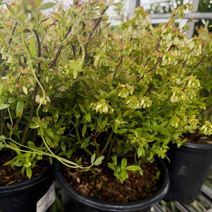 Lowbush Blueberry |Spotswood Greenery