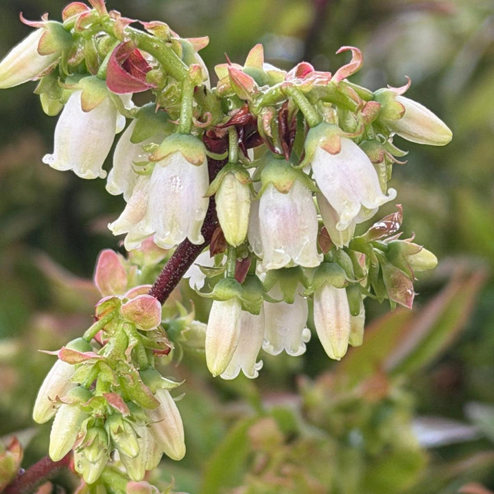Lowbush Blueberry |Spotswood Greenery