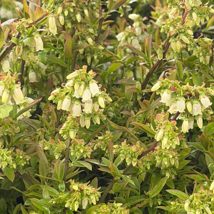 Lowbush Blueberry |Spotswood Greenery
