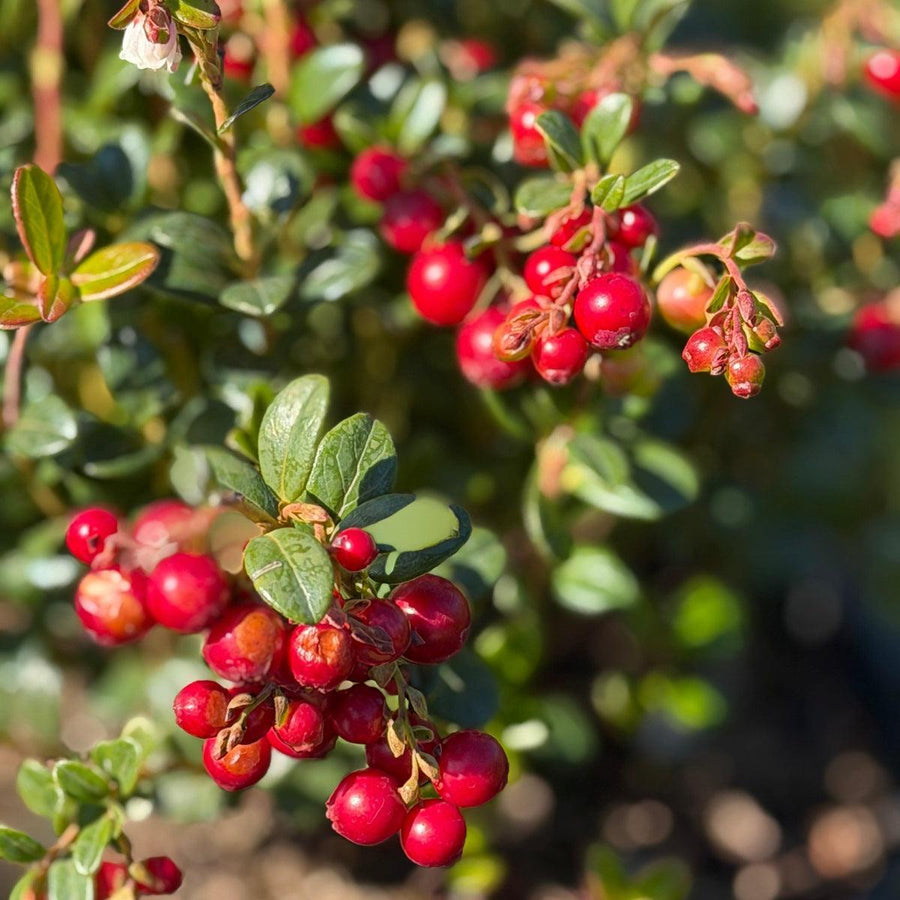 Red Candy Lingonberry |Spotswood Greenery