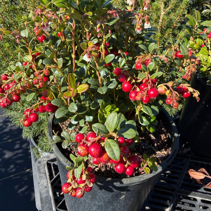 Red Candy Lingonberry |Spotswood Greenery