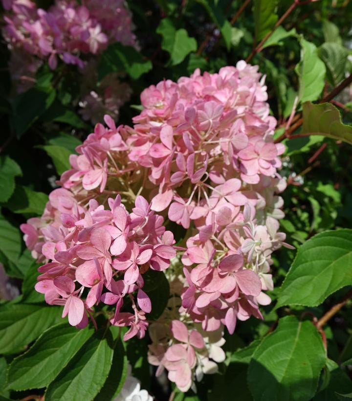 Vanilla Strawberry™ Panicle Hydrangea |Prides Corner Farms