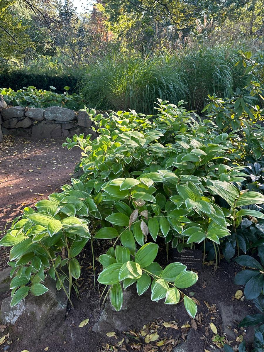 Variegated Solomon's Seal |Spotswood Greenery