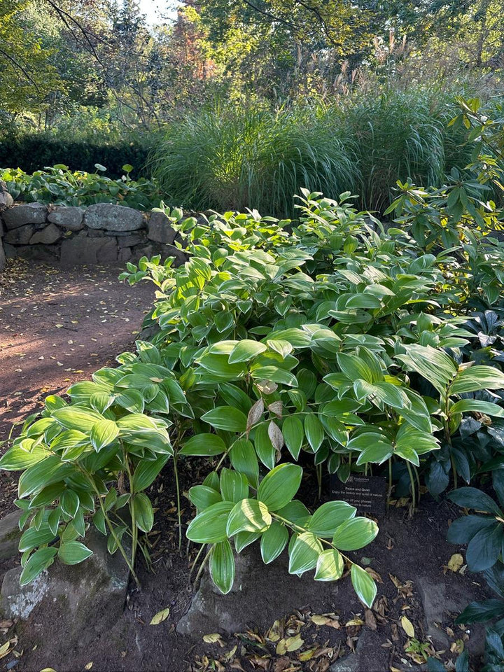 Variegated Solomon's Seal |Spotswood Greenery