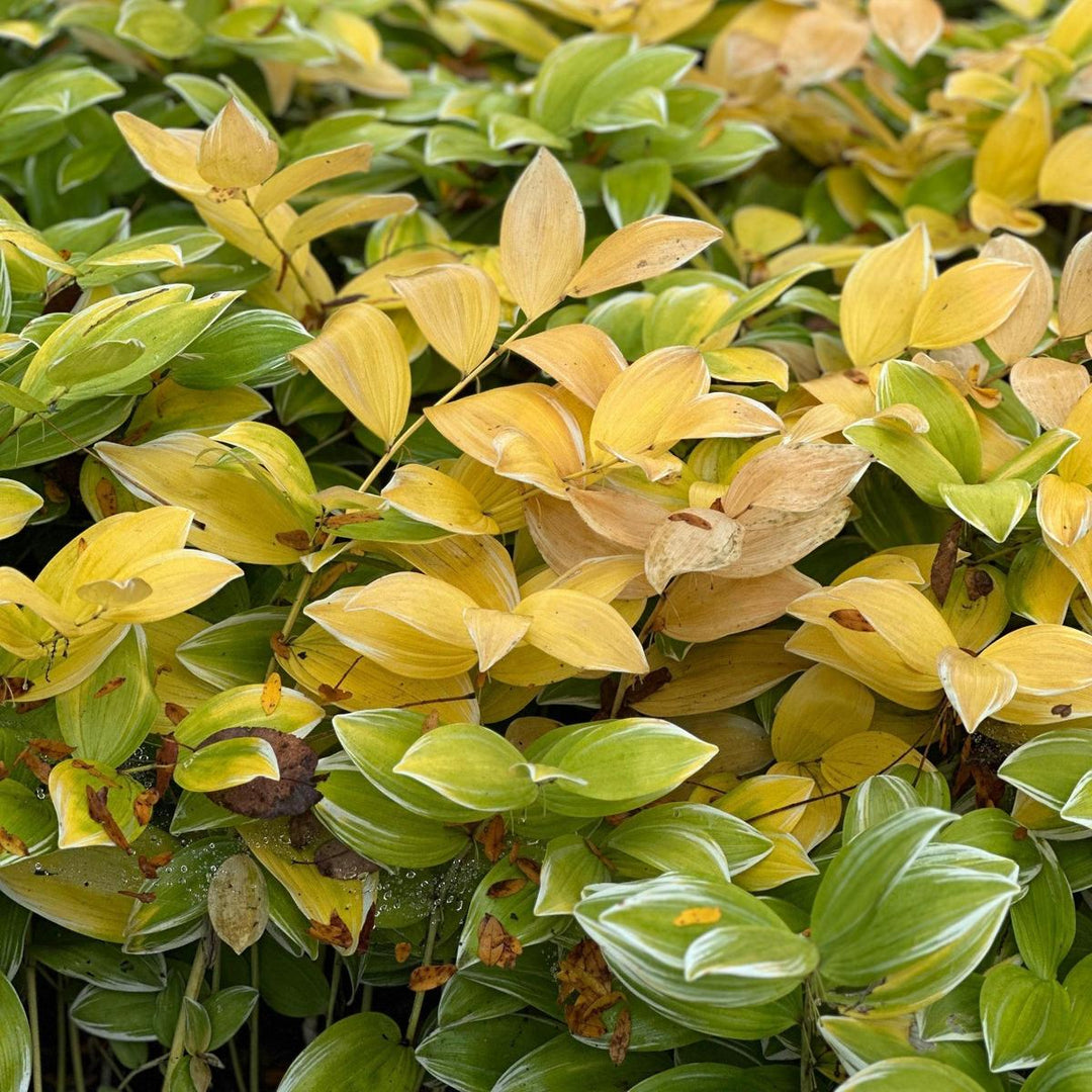 Variegated Solomon's Seal |Spotswood Greenery