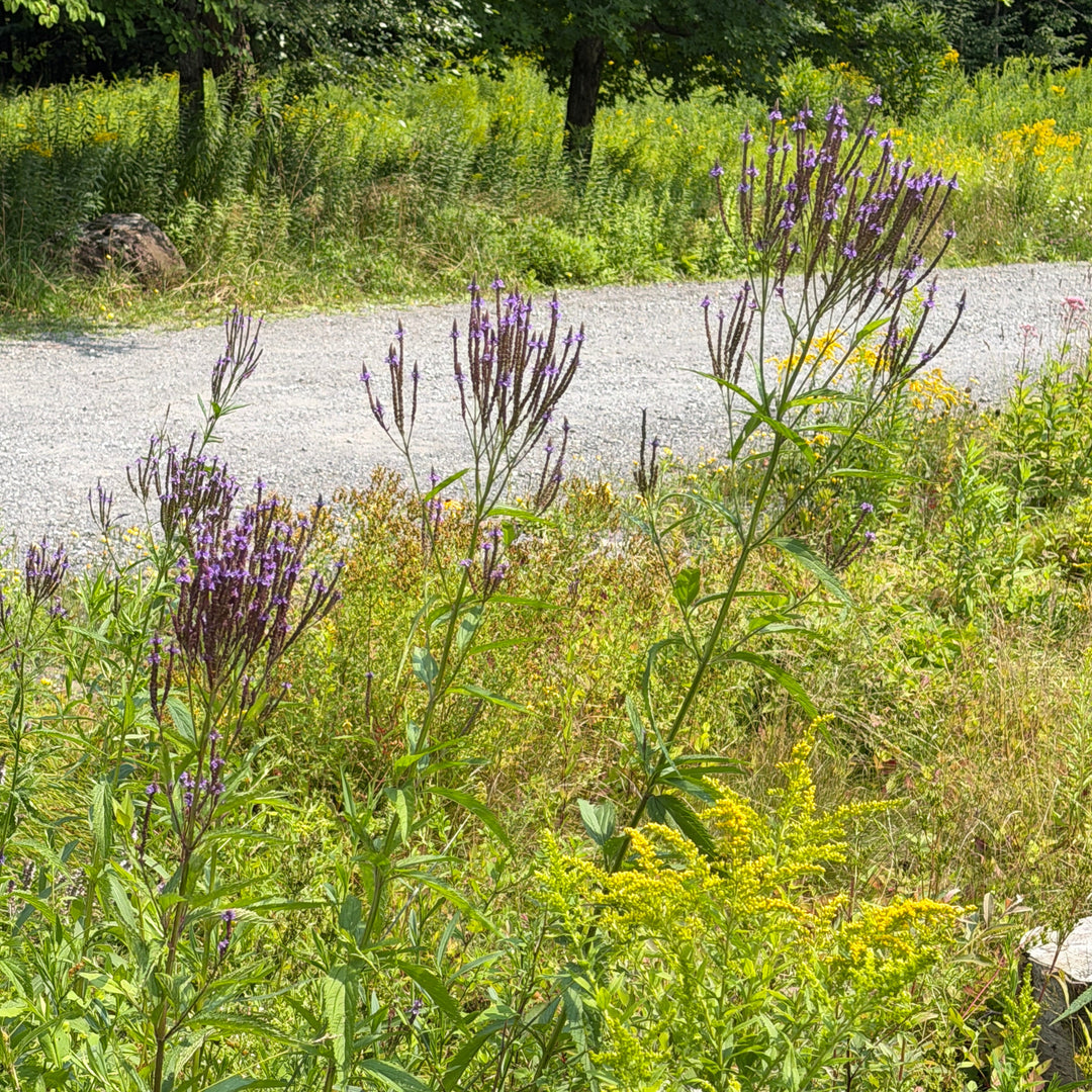 swamp verbena growing in a field |Spotswood Greenery