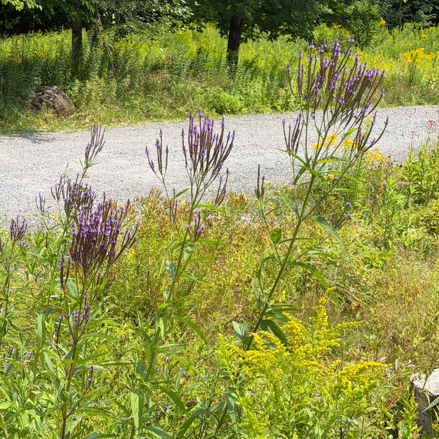 swamp verbena growing in a field |Spotswood Greenery