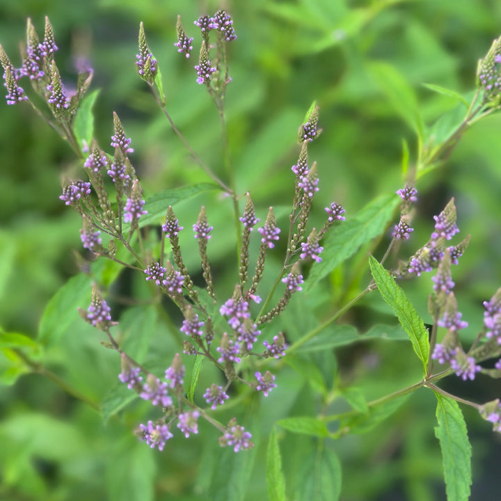 Swamp Verbena