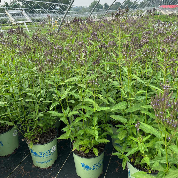 Swamp Verbena
