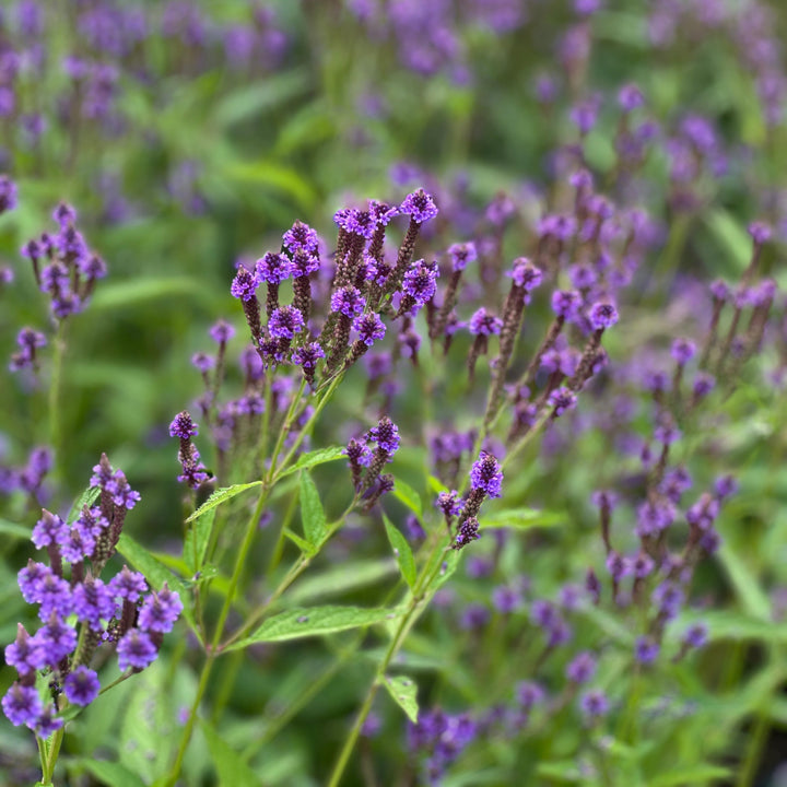 Swamp Verbena