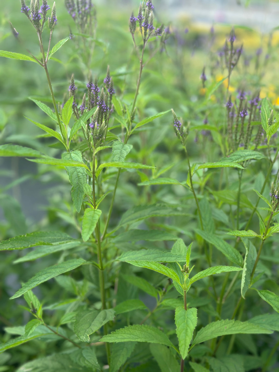 Swamp Verbena