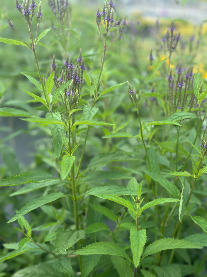 Swamp Verbena
