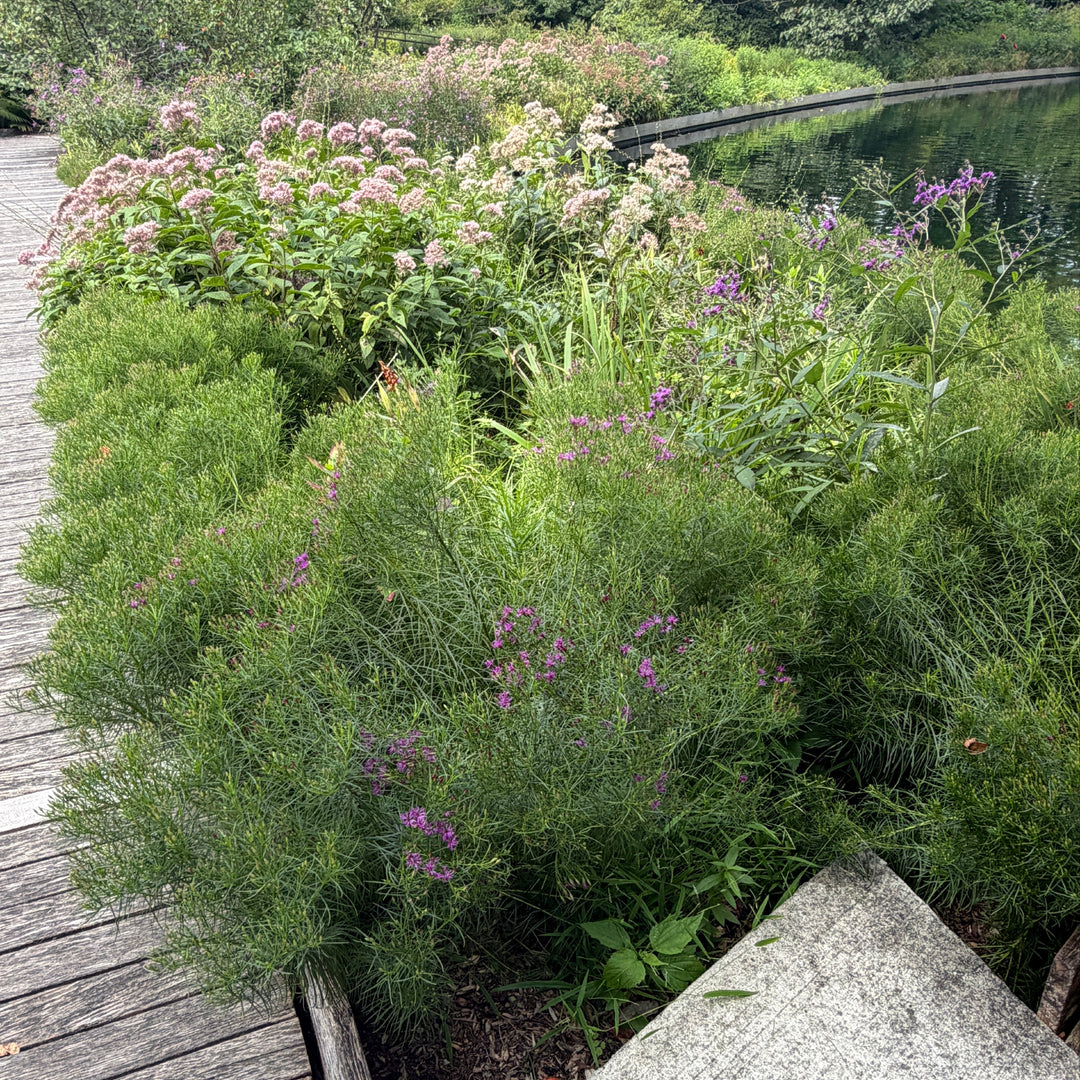 iron butterfly iron weed in bloom |Spotswood Greenery