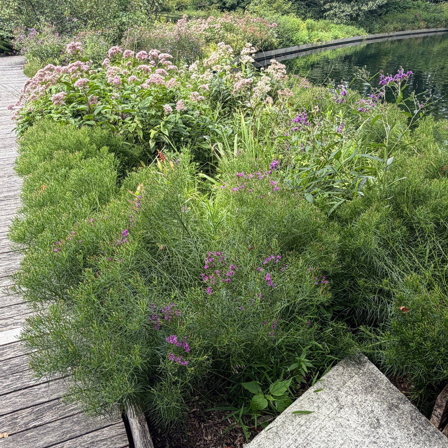 iron butterfly iron weed in bloom |Spotswood Greenery