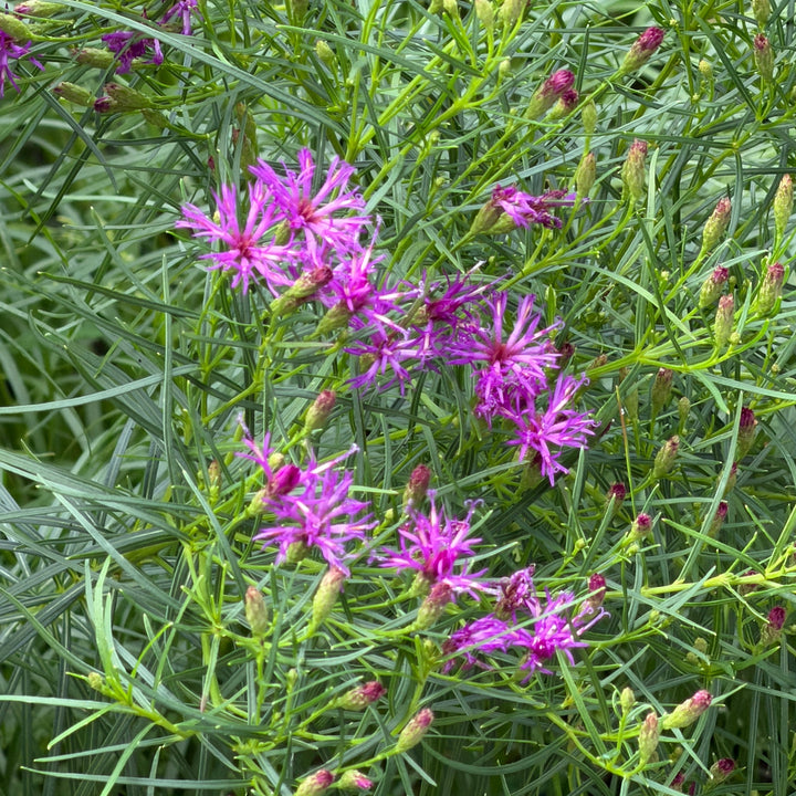 iron butterfly iron weed in bloom |Spotswood Greenery