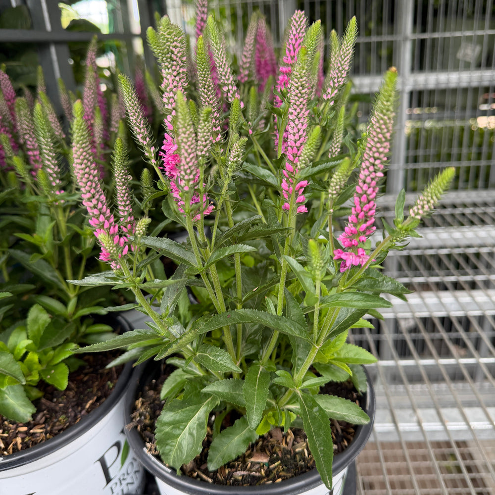 Pink Potion Spike Speedwell |Spotswood Greenery