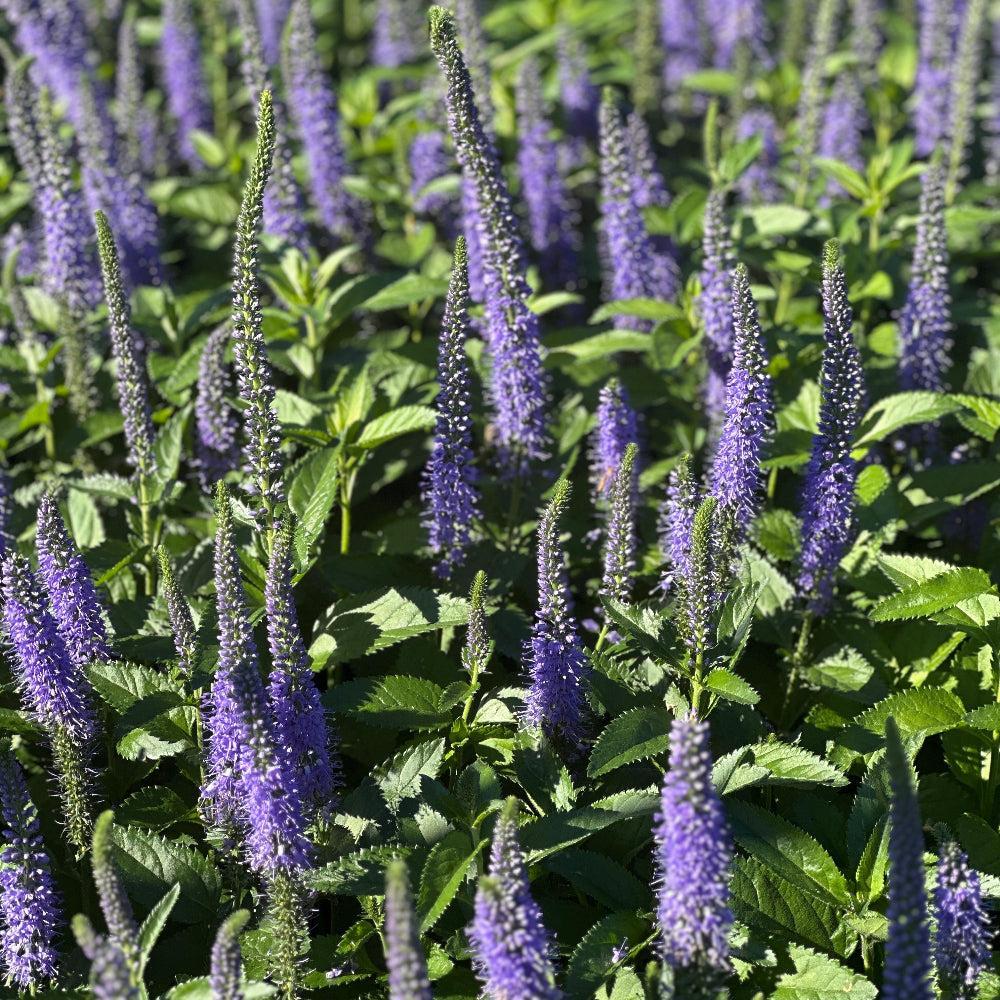 Seaside speedwell |Spotswood Greenery