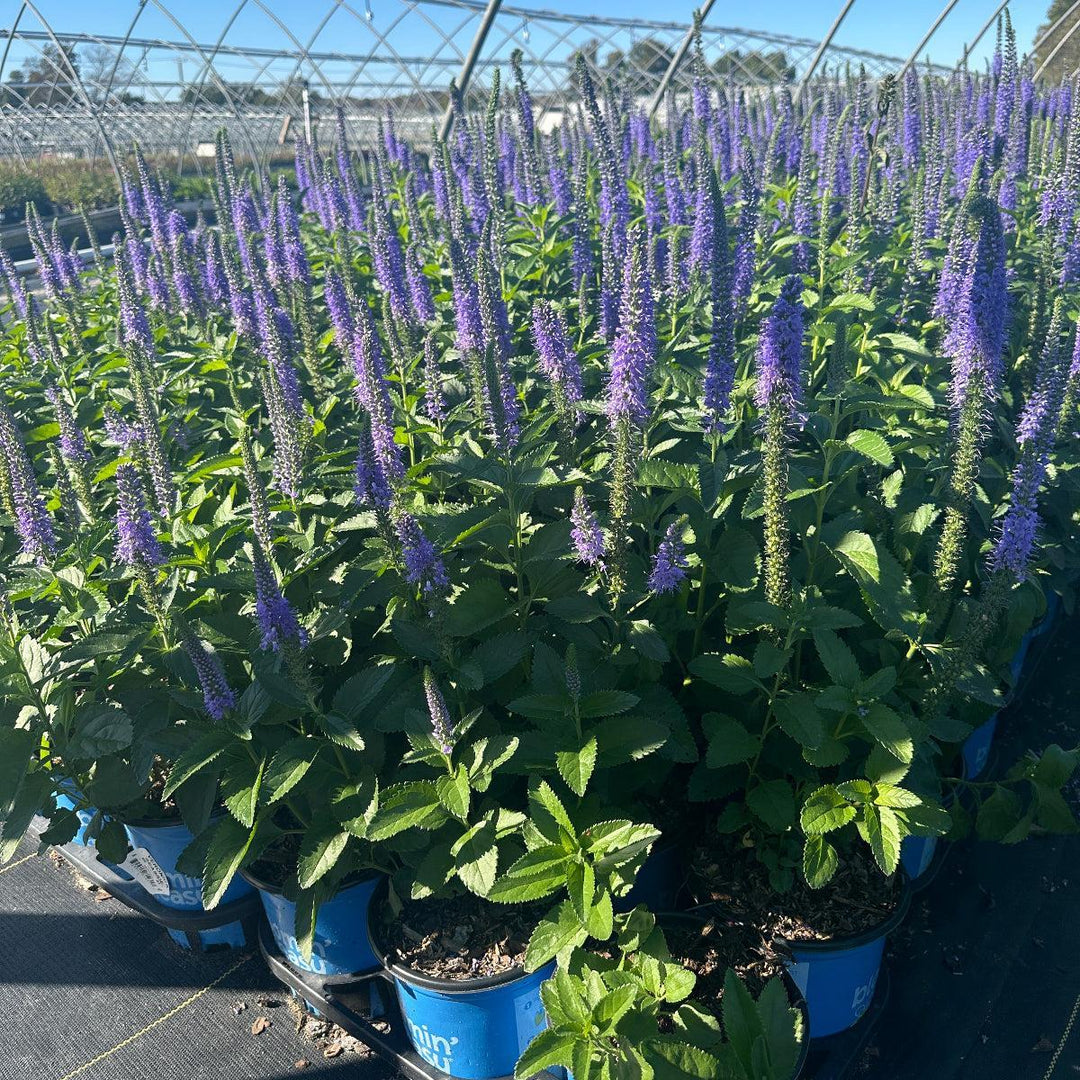 Seaside speedwell |Spotswood Greenery