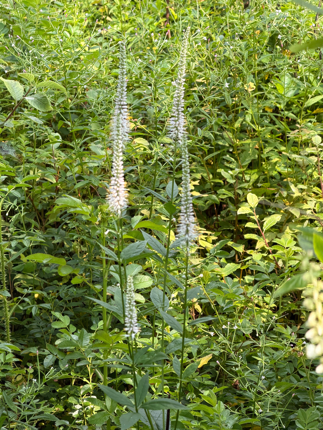 White Culver's Root in bloom |Spotswood Greenery