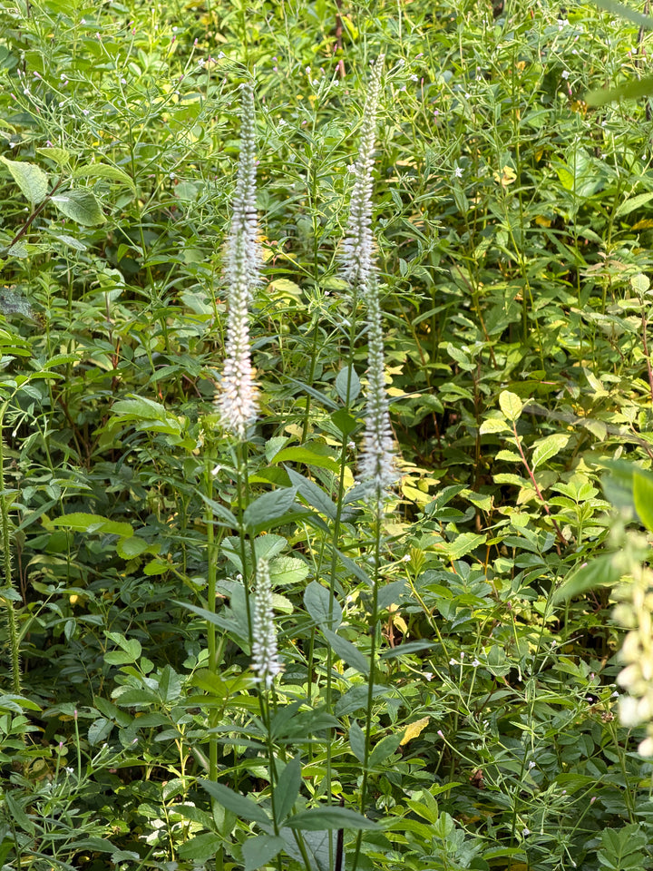 White Culver's Root in bloom |Spotswood Greenery