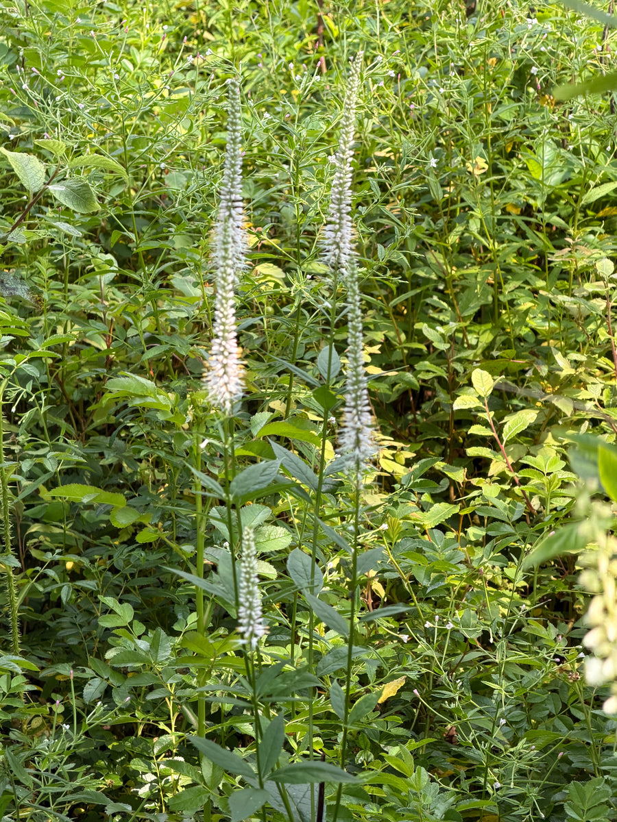 White Culver's Root in bloom |Spotswood Greenery