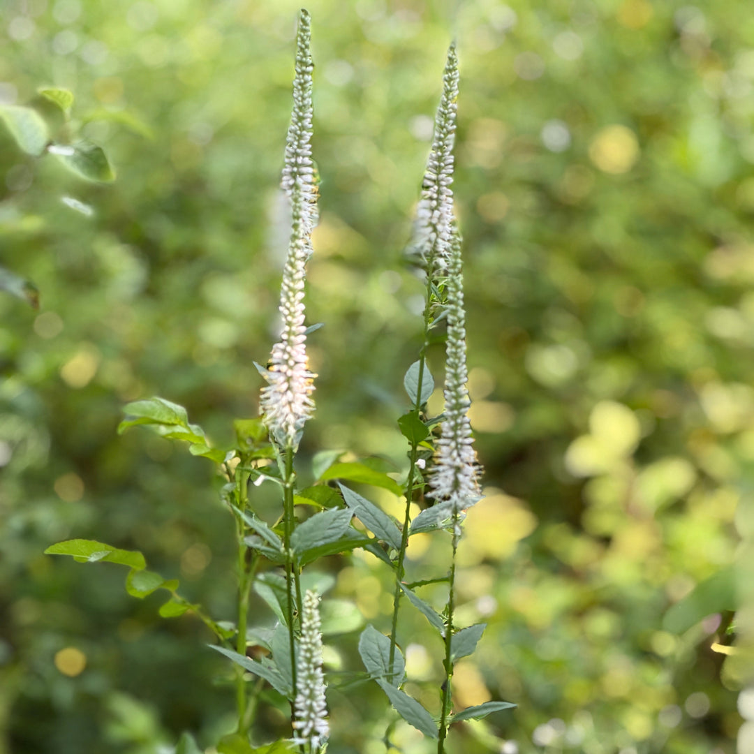 White Culver's Root in bloom |Spotswood Greenery