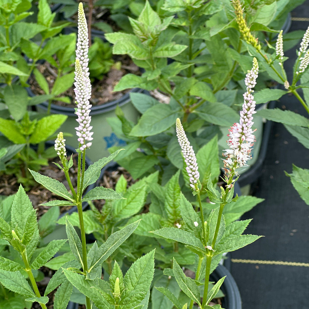 Culver's Root