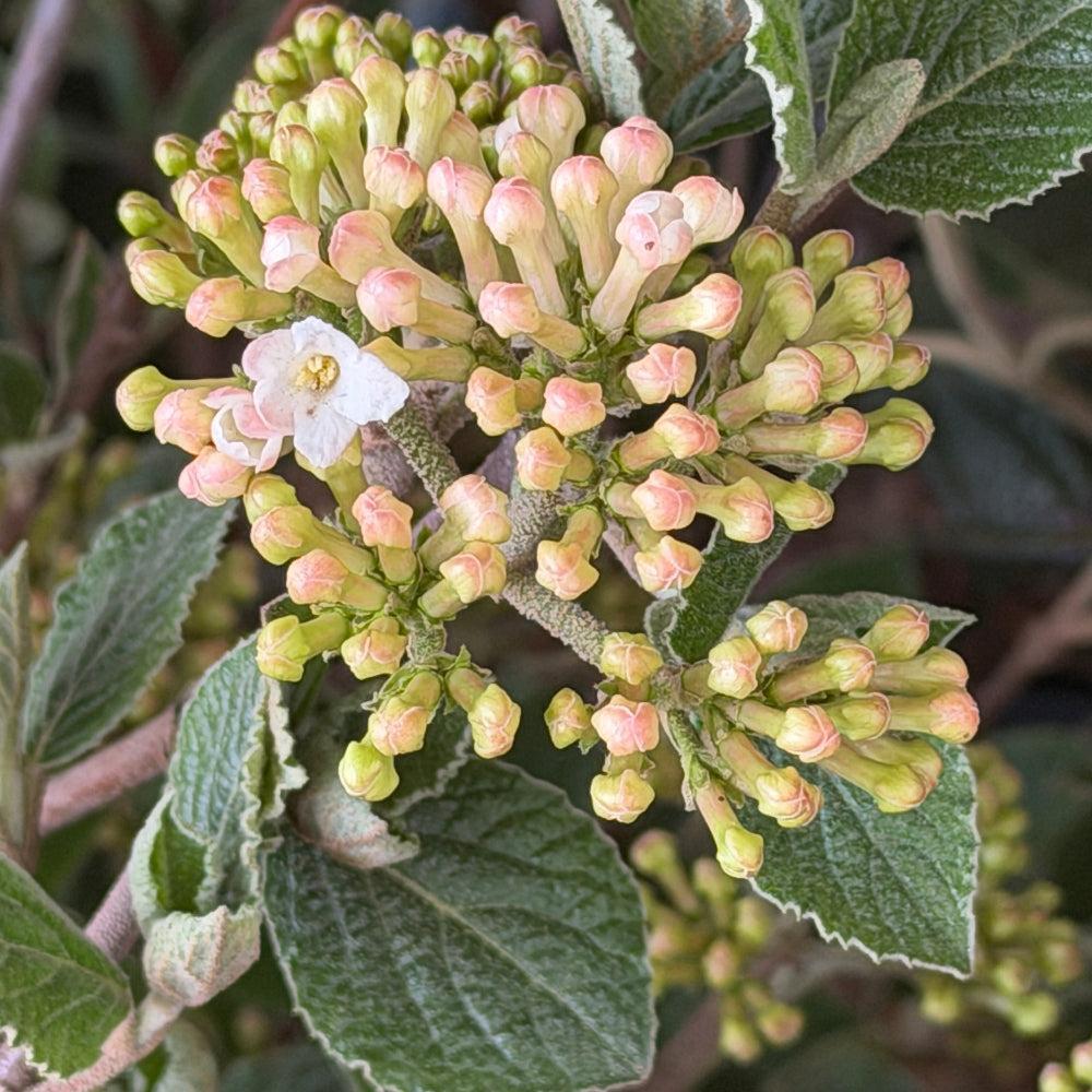 Spice Island Fragrant Viburnum |Spotswood Greenery