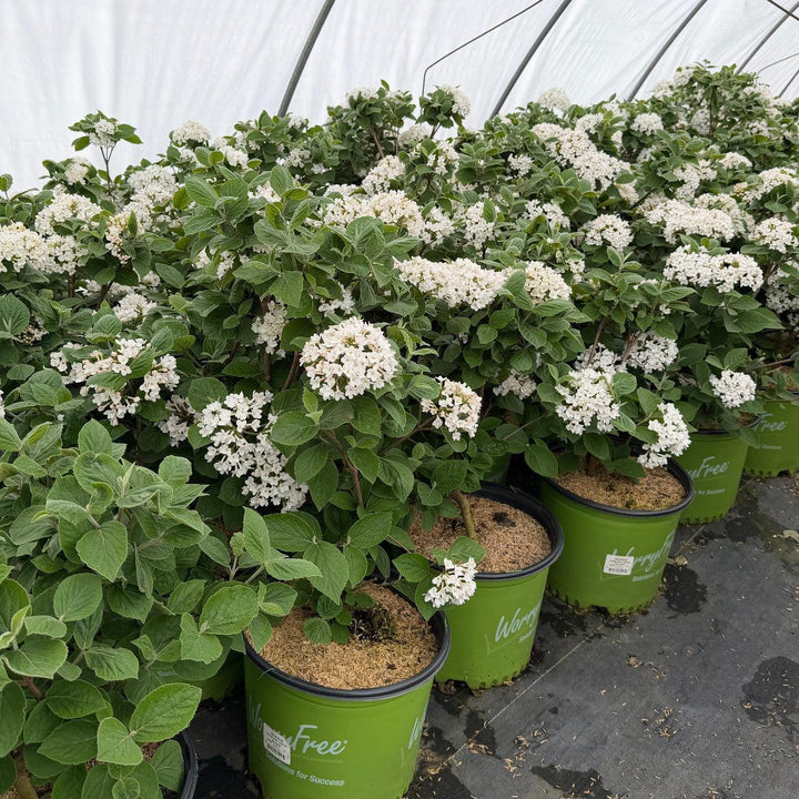Spice Island Fragrant Viburnum |Spotswood Greenery