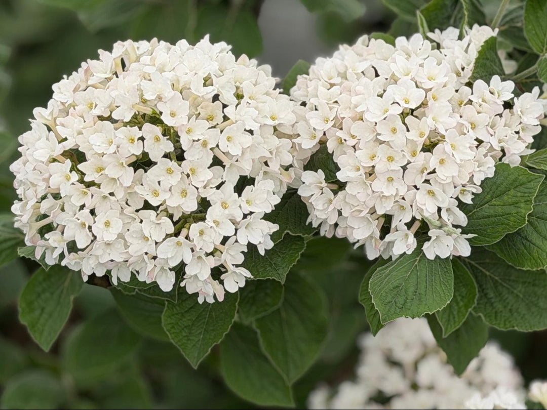 Spice Island Fragrant Viburnum |Spotswood Greenery