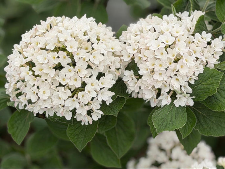 Spice Island Fragrant Viburnum |Spotswood Greenery