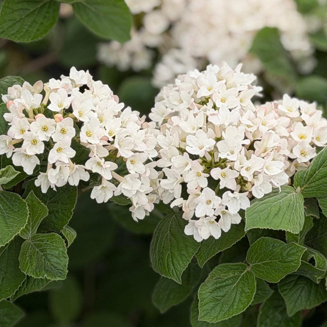 Spice Island Fragrant Viburnum |Spotswood Greenery