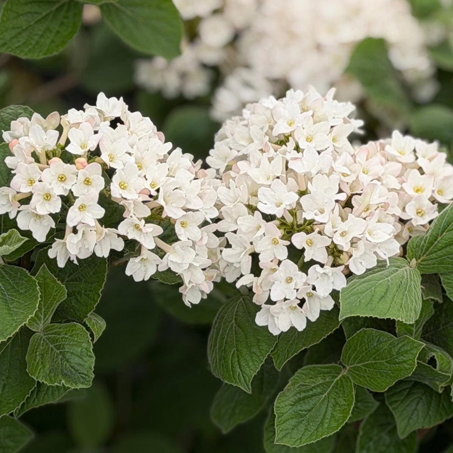 Spice Island Fragrant Viburnum |Spotswood Greenery