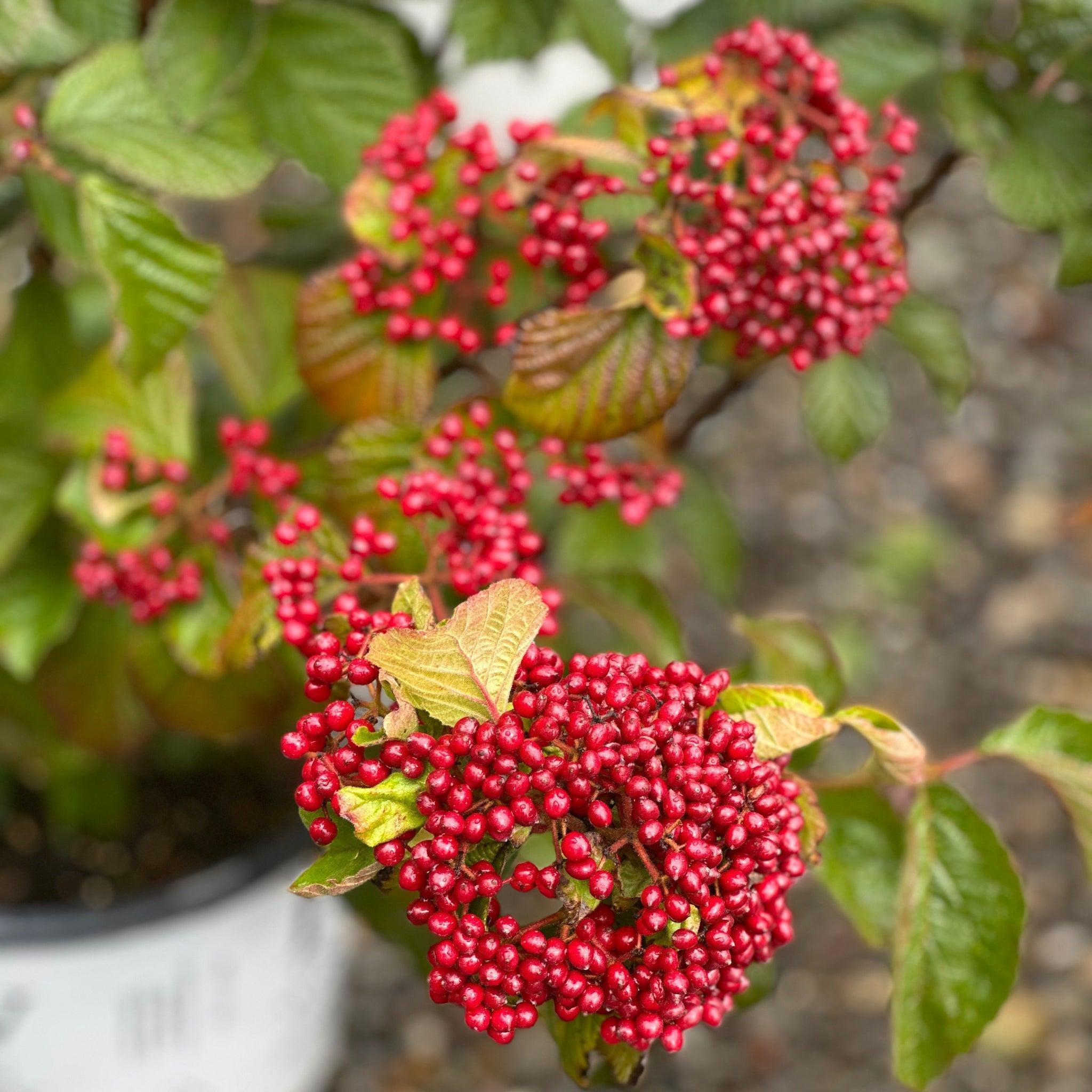 Cardinal Mints Proven Winners® Cardinal Candy® Viburnum – Spotswood Greenery