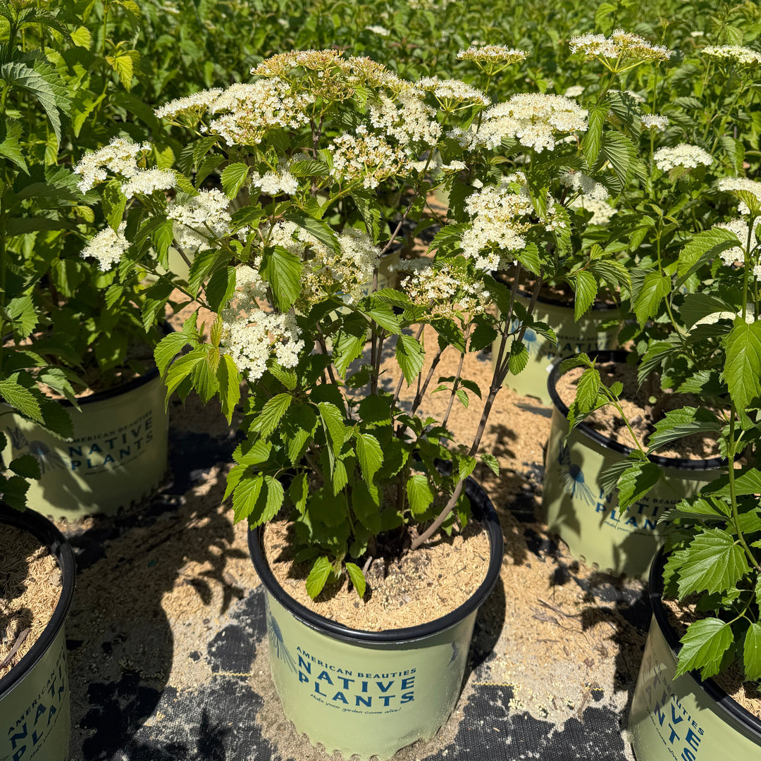 arrow wood in flower |Spotswood Greenery