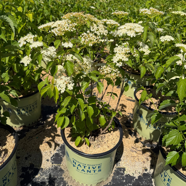 arrow wood in flower |Spotswood Greenery